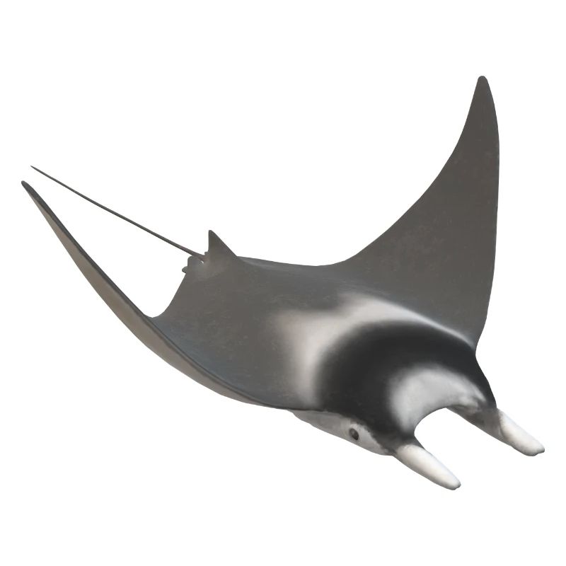 3d stingrays