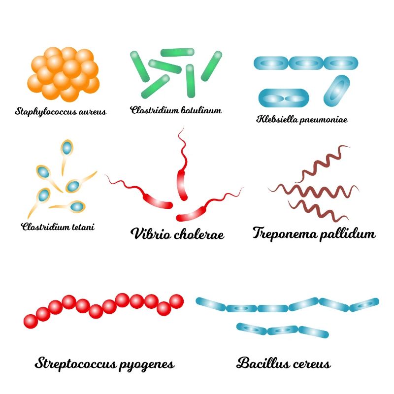 Famous bacteria - pathogens