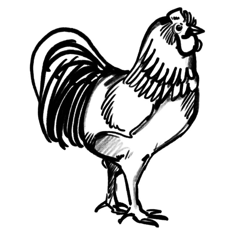 A Rooster (hand-drawn)