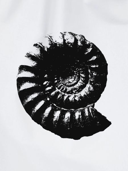 Fossil Geschenkidee Ammonit Urzeit Geschenk