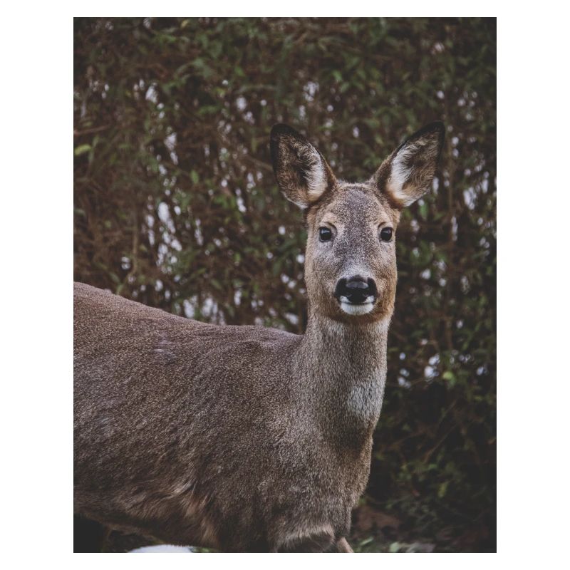 The Deer