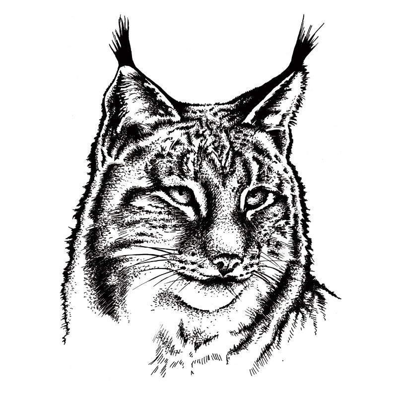Luchs