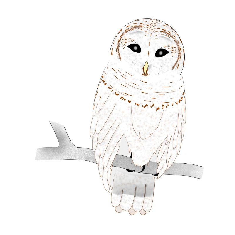 Barn owl