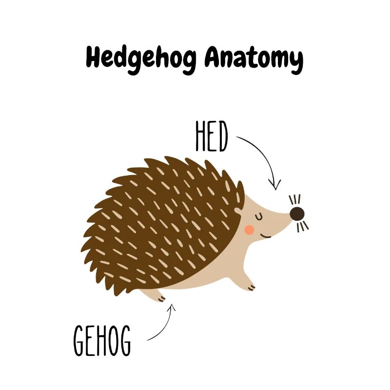Anatomie du hérisson | Jeu de mots anglais | Hérisson mignon