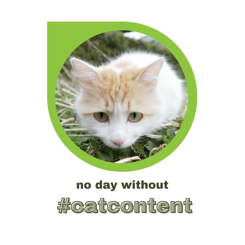 catcontent