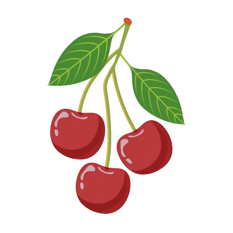 Cherries on a branch