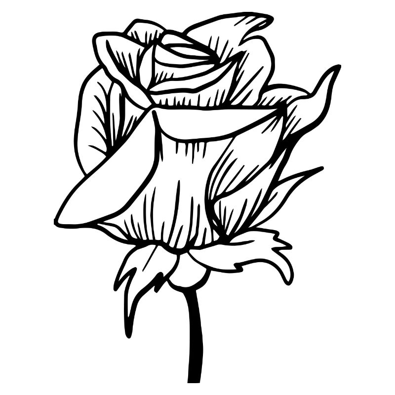 Flower Flower Plant