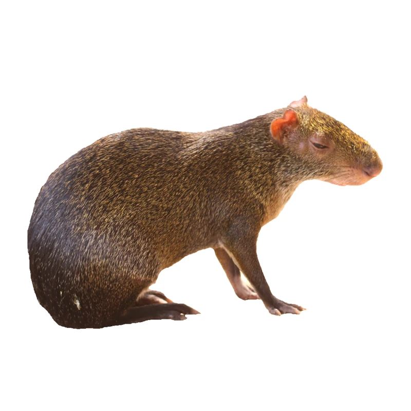 Agouti 4