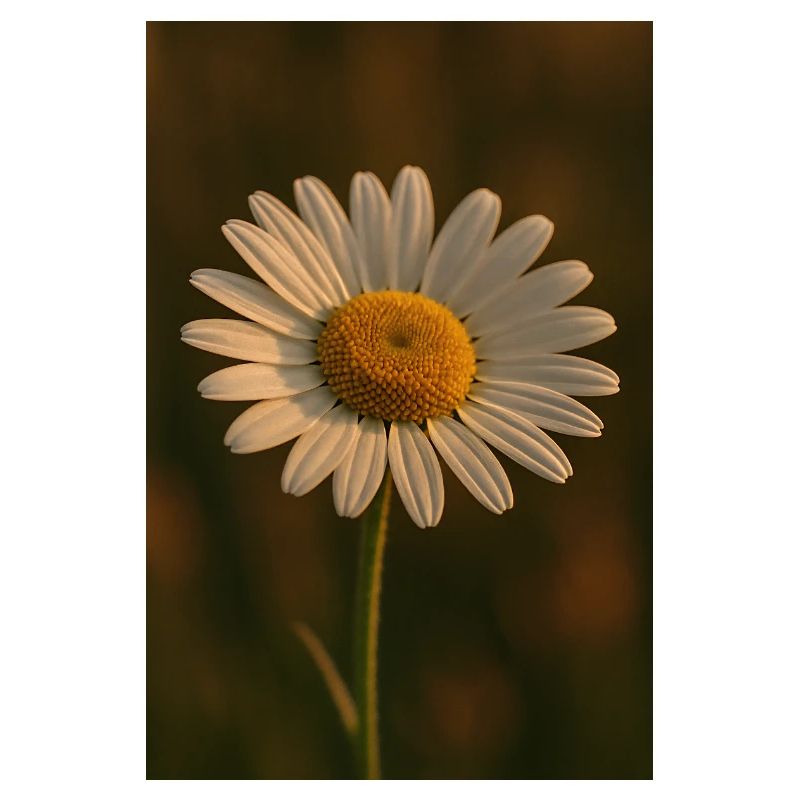Natur - Blumen - Gänseblümchen