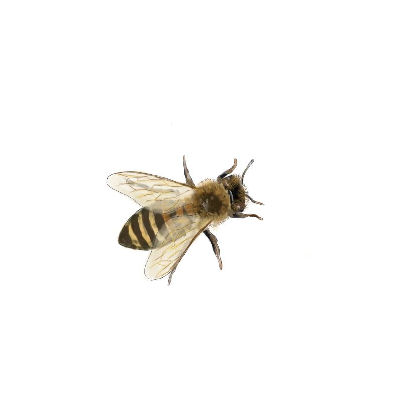 bee