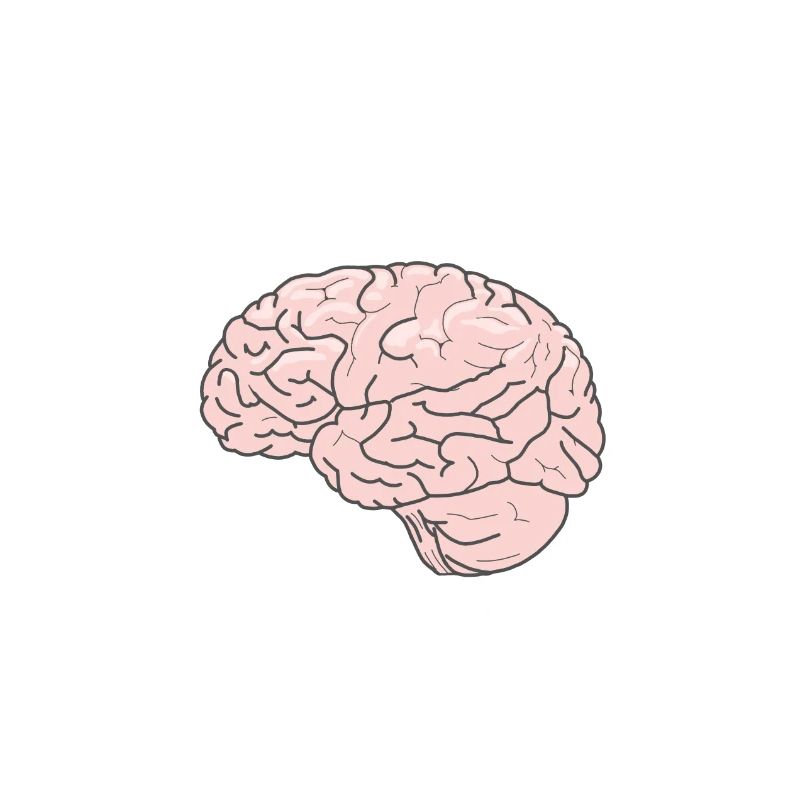 Brain