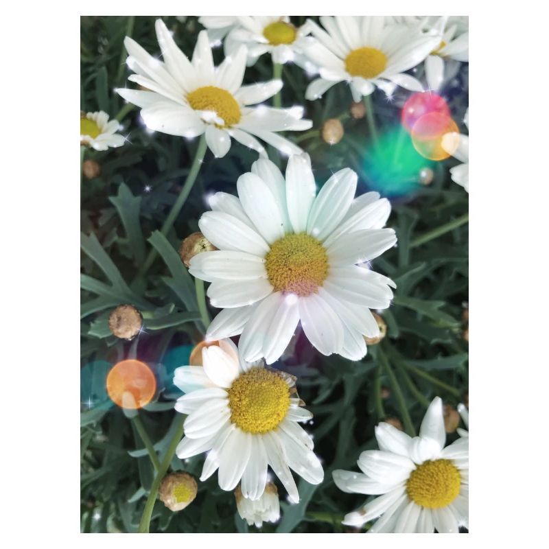 Spotlight Gänseblümchen