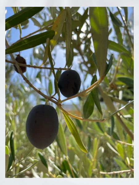 Olive