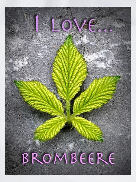 I love Brombeere