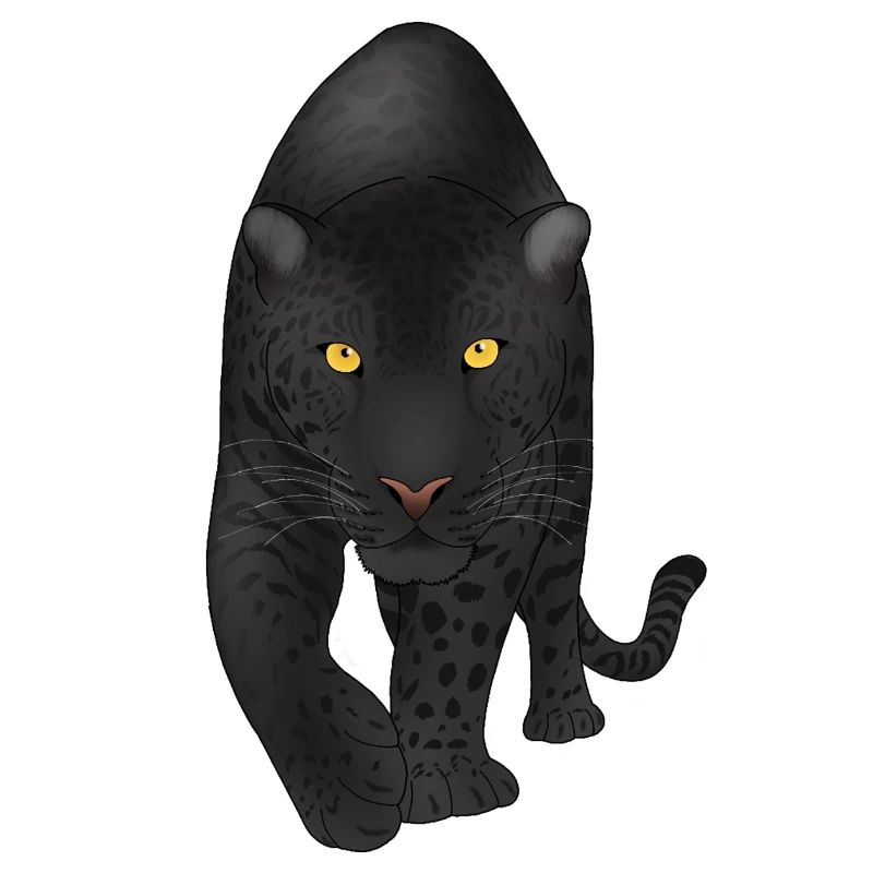 Midnight Panther, Big Cat 