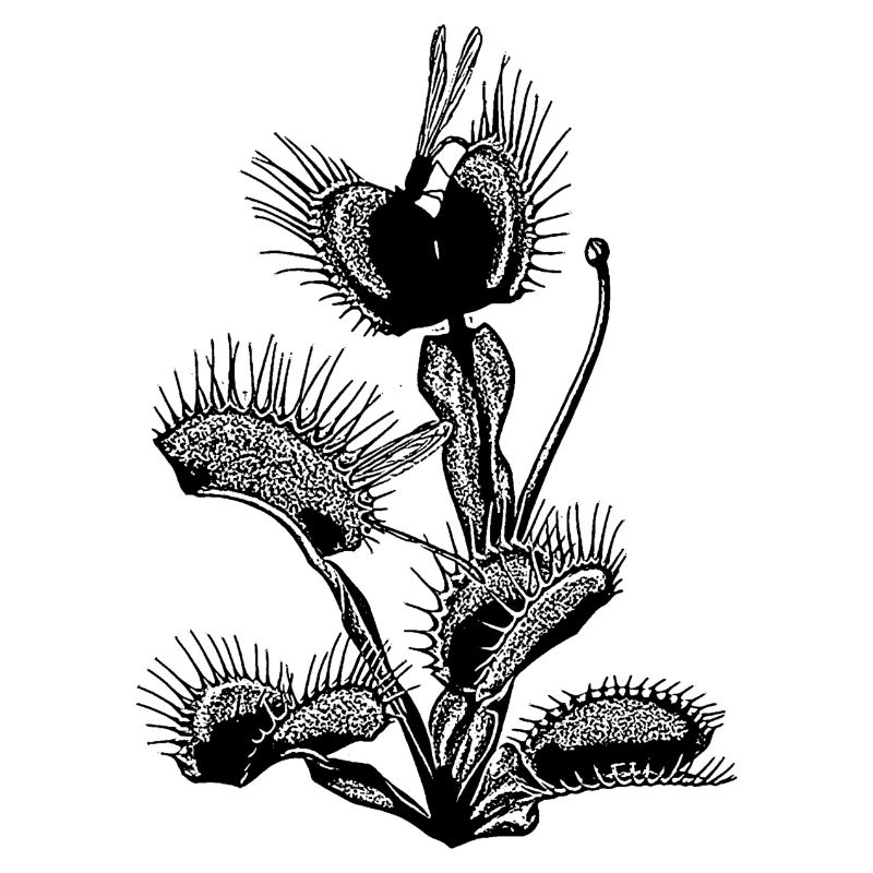Venus flytrap