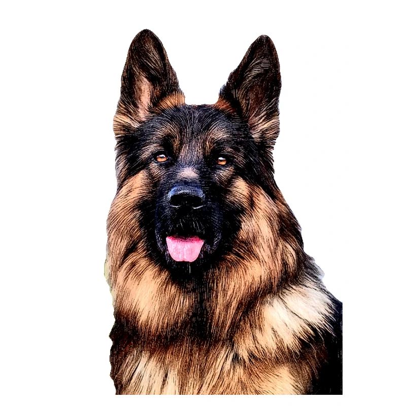 Schäferhund Berger Malinois