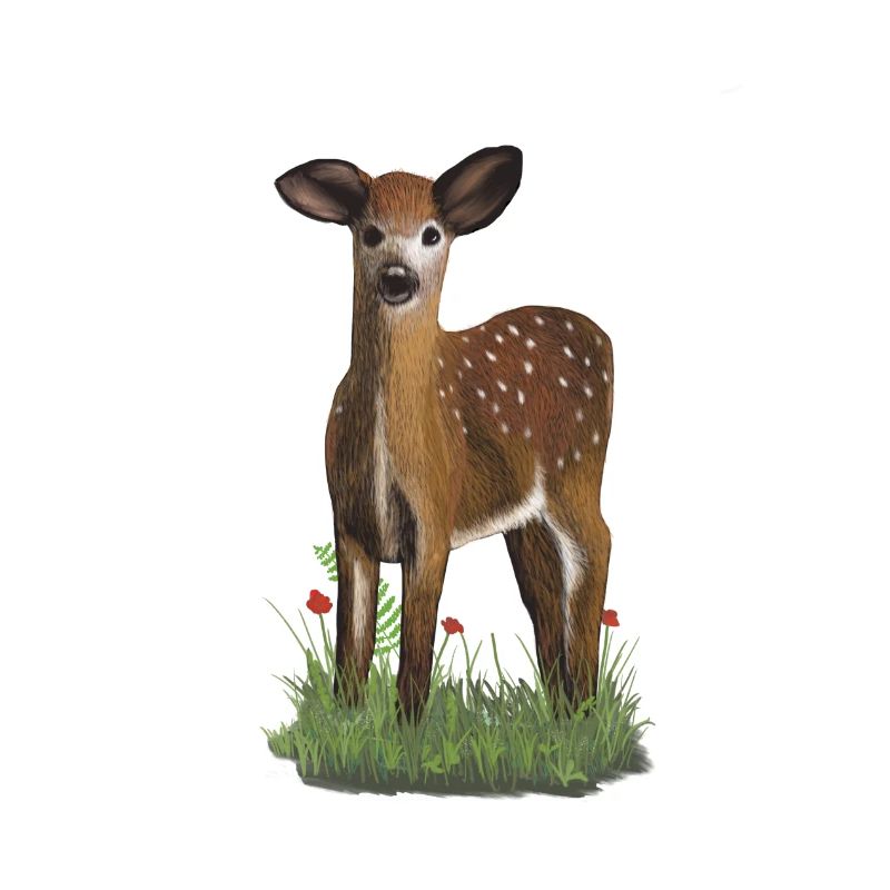 DeerSpring