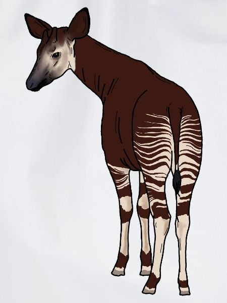 Okapi