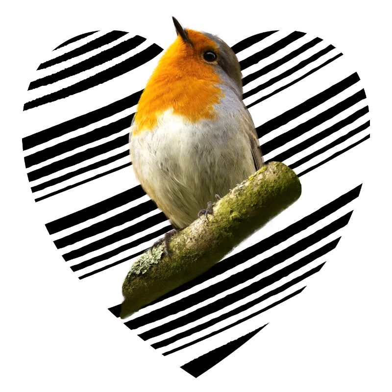 Rotkehlchen robin Erithacus rubecula