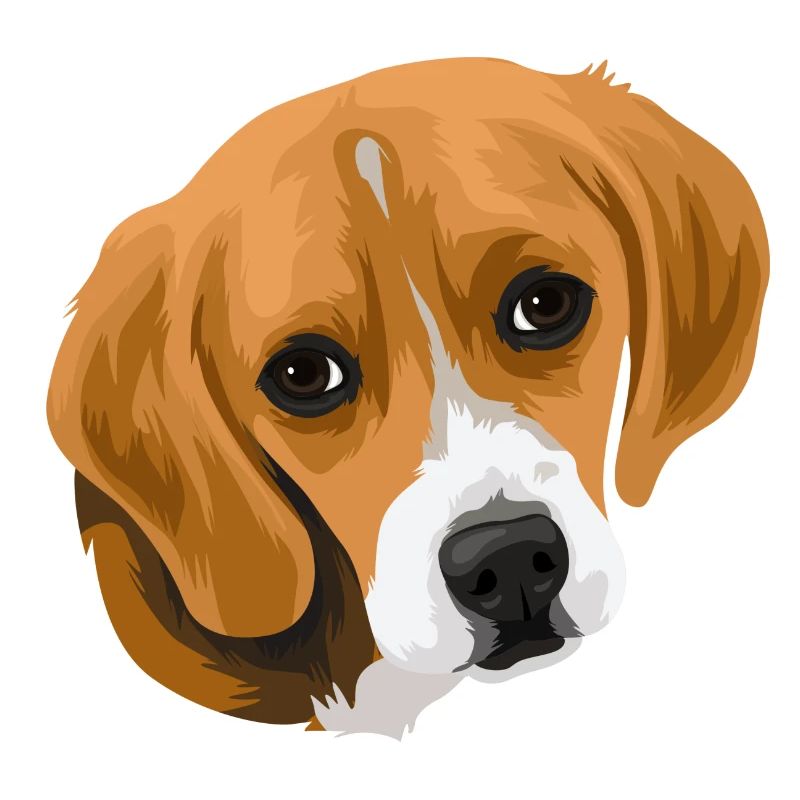 Beagle head_2