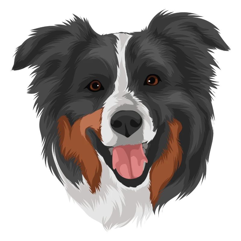 Australian Shepherd 2 head