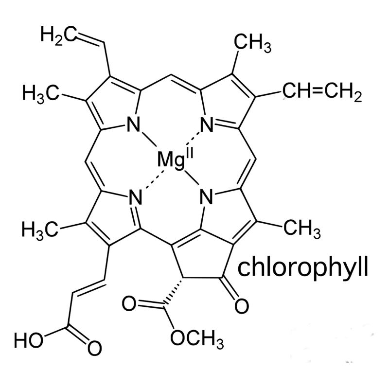 chlorophyll