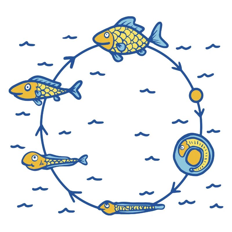 Fisch Lebenszyklus