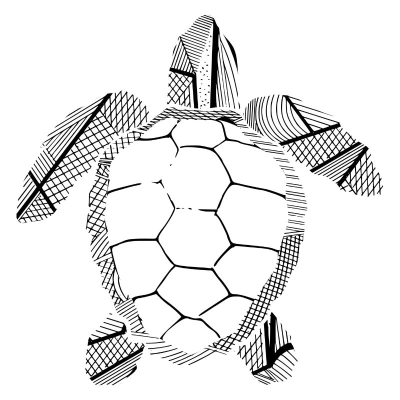 Black turtle