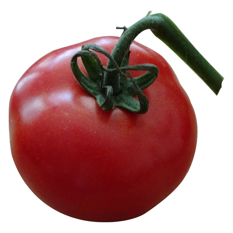 tomato tomato