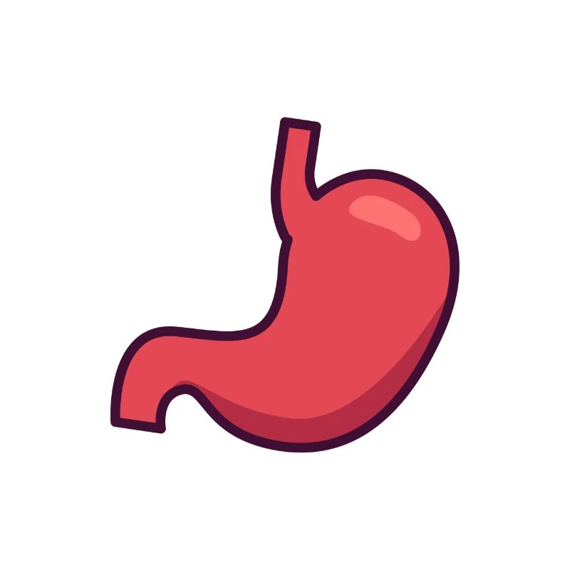 Abdominal stomach