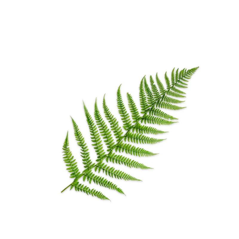 fern