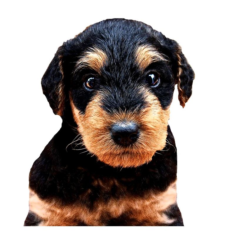 Welpe Welsh Terrier