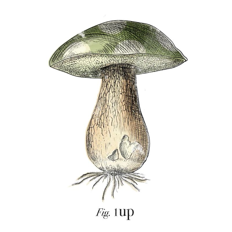 1Up
