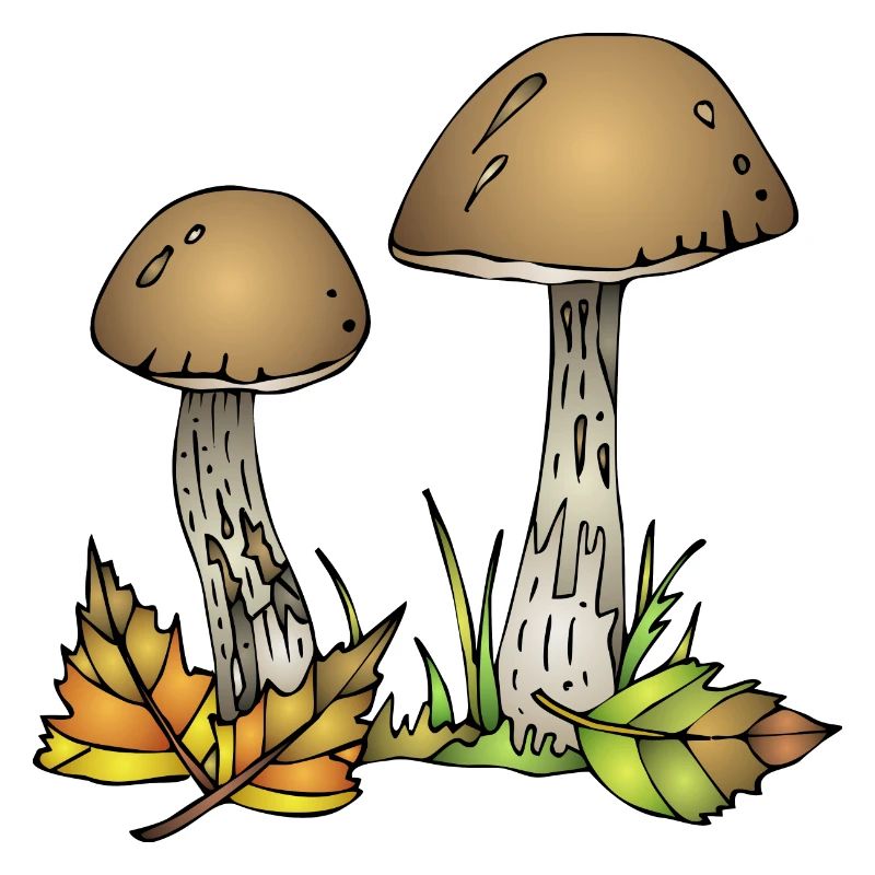 Fungi