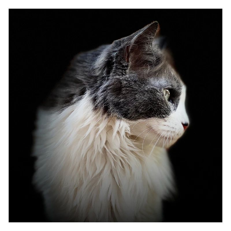 Profil einer Katze, die ins Unbekannte starrt