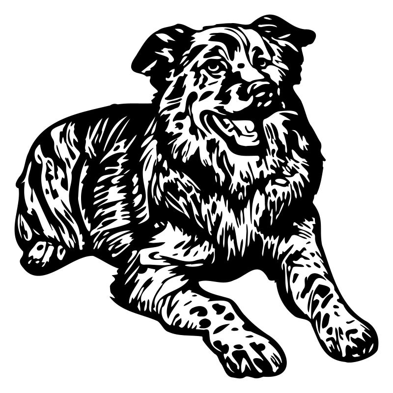 Australian Shepherd