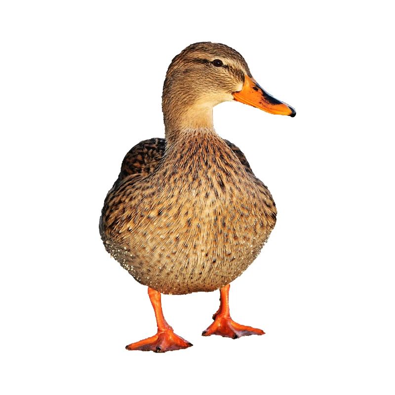 duck59