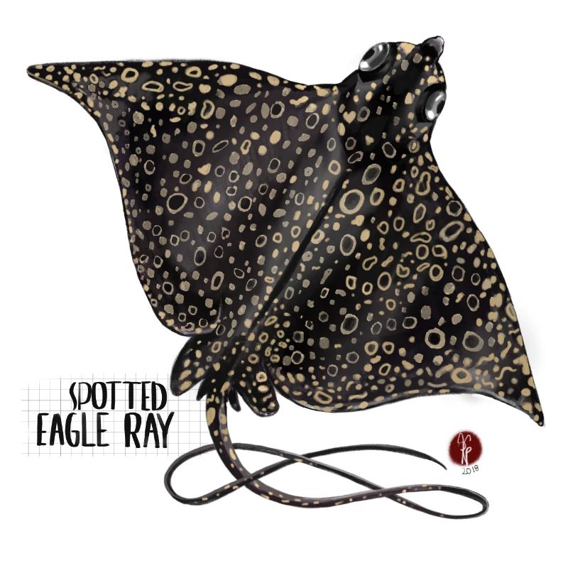 Eagle rays