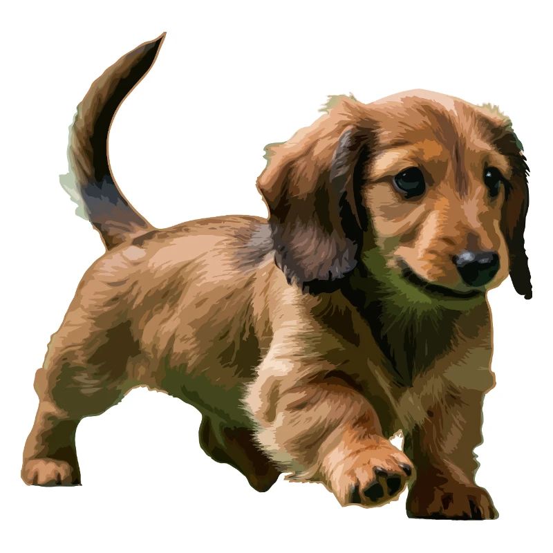 Chiot teckel