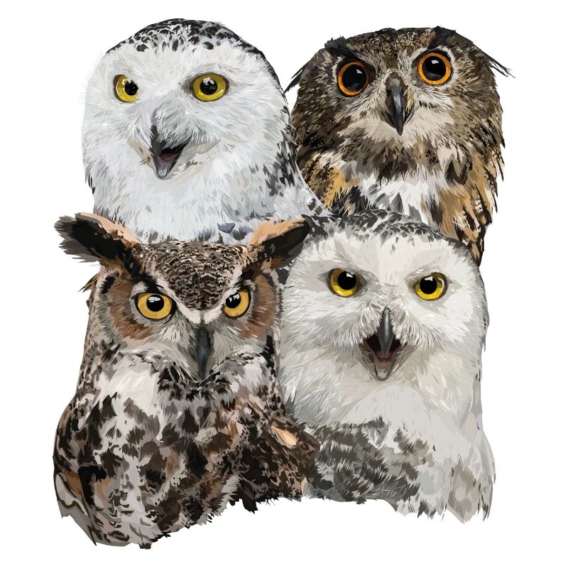 Owls