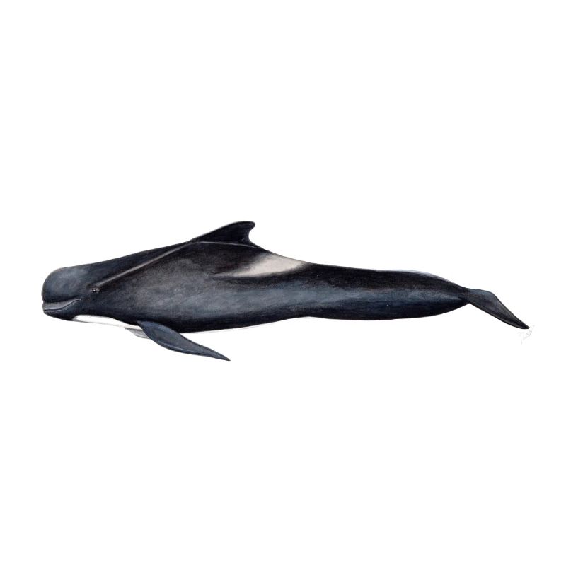 Pilot whale - Pilot whale - Globicephale noir
