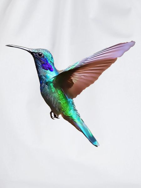 Kolibri – Vogelillustration