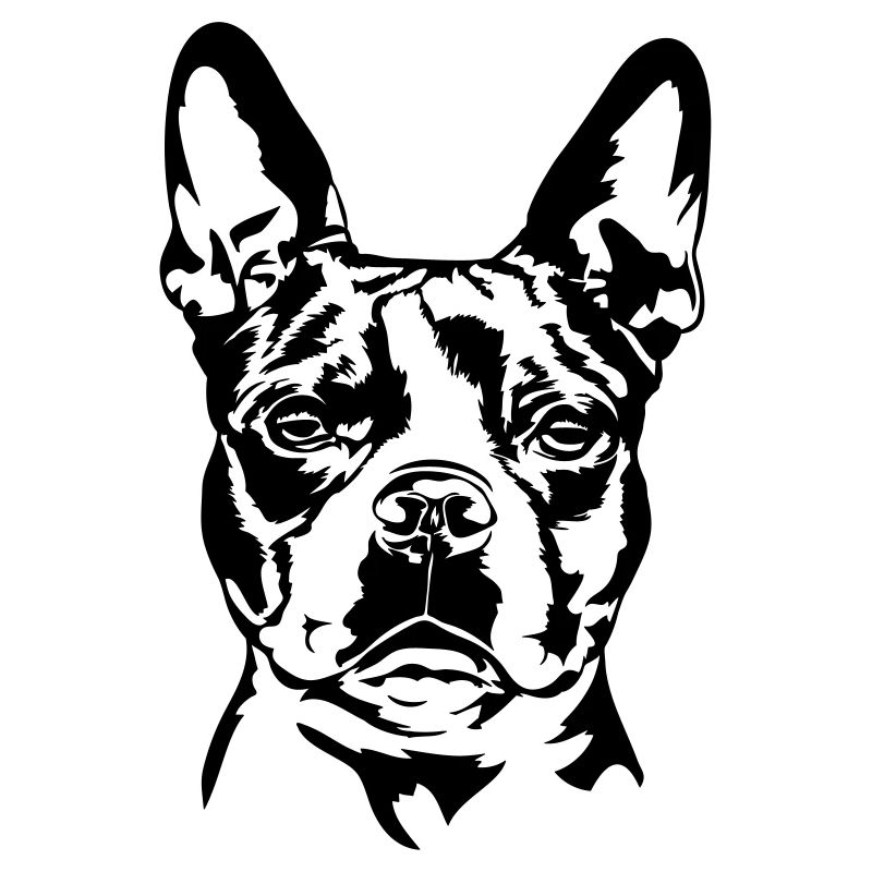 BOSTON TERRIER