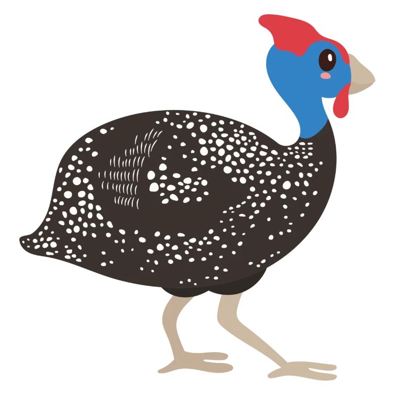 Perlhuhn