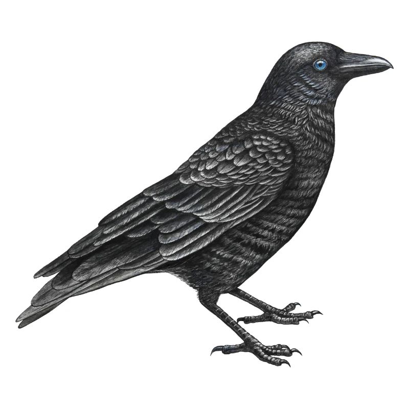 Krähenvogel