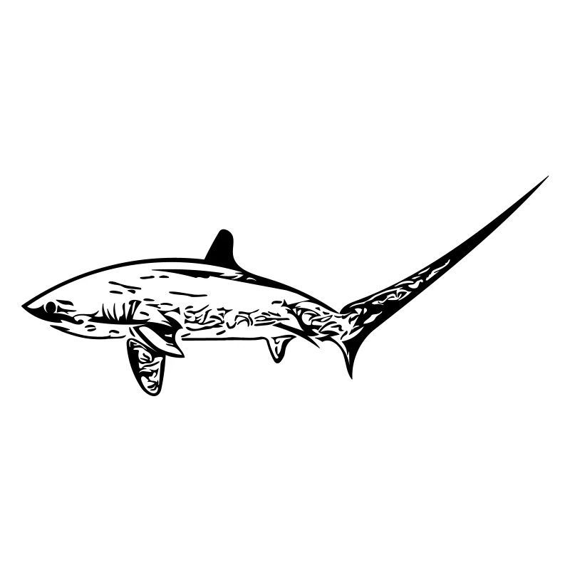 Requin renard élégant