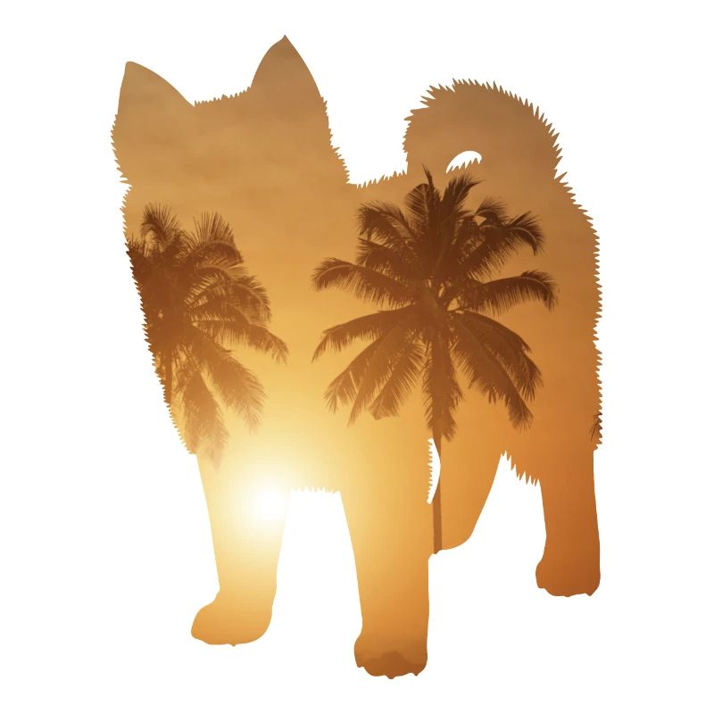Summer beach - Pomsky