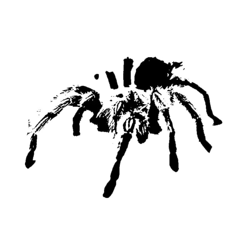 Tarantula Spider