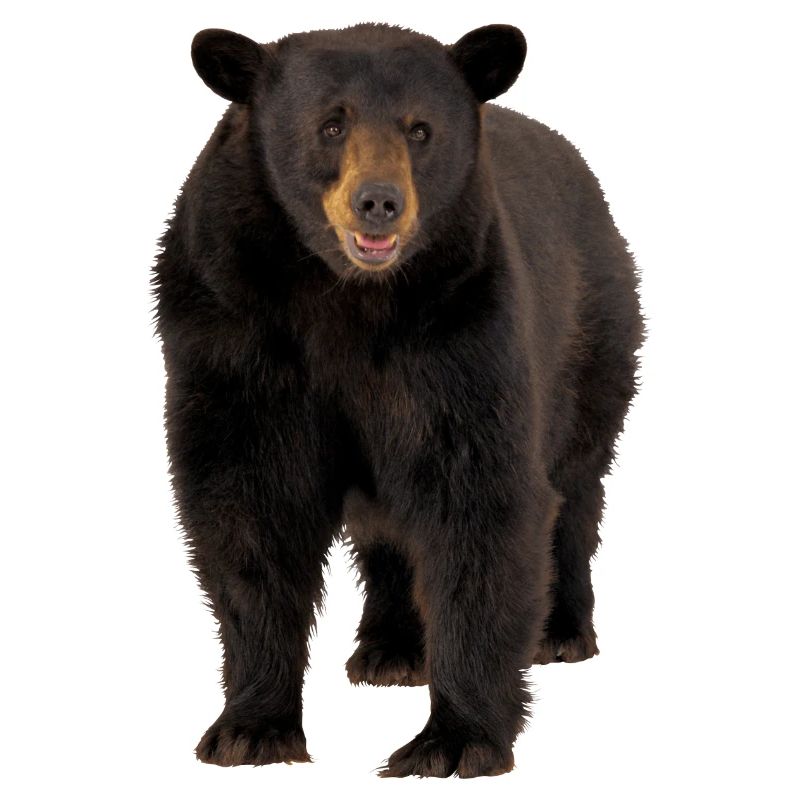 Braunbär